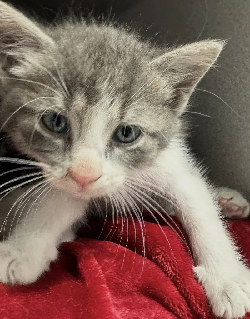 A young small-sized male Gray & White Domestic Short Hair cat named Sonny for adoption in Webster City, IA