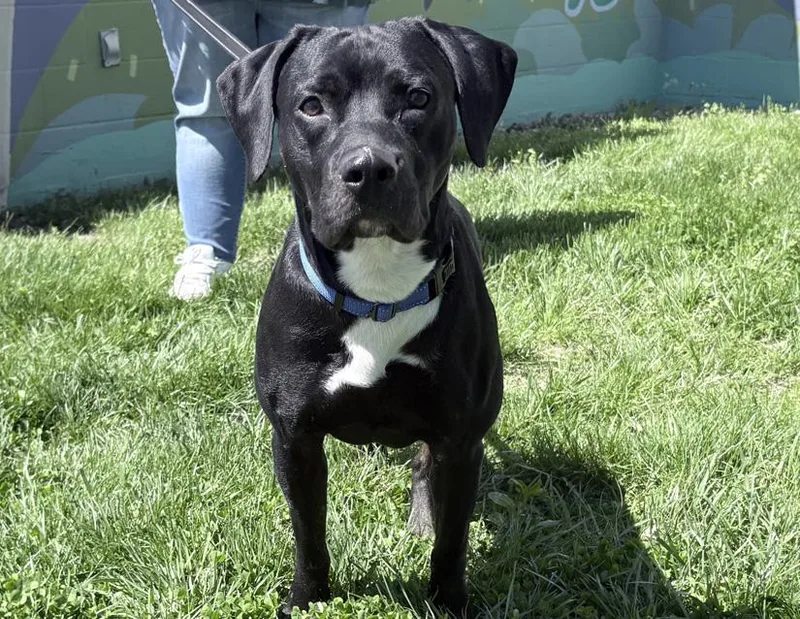 An adult medium-sized male Black Labrador Retriever dog named Courage for adoption in Columbus, IN