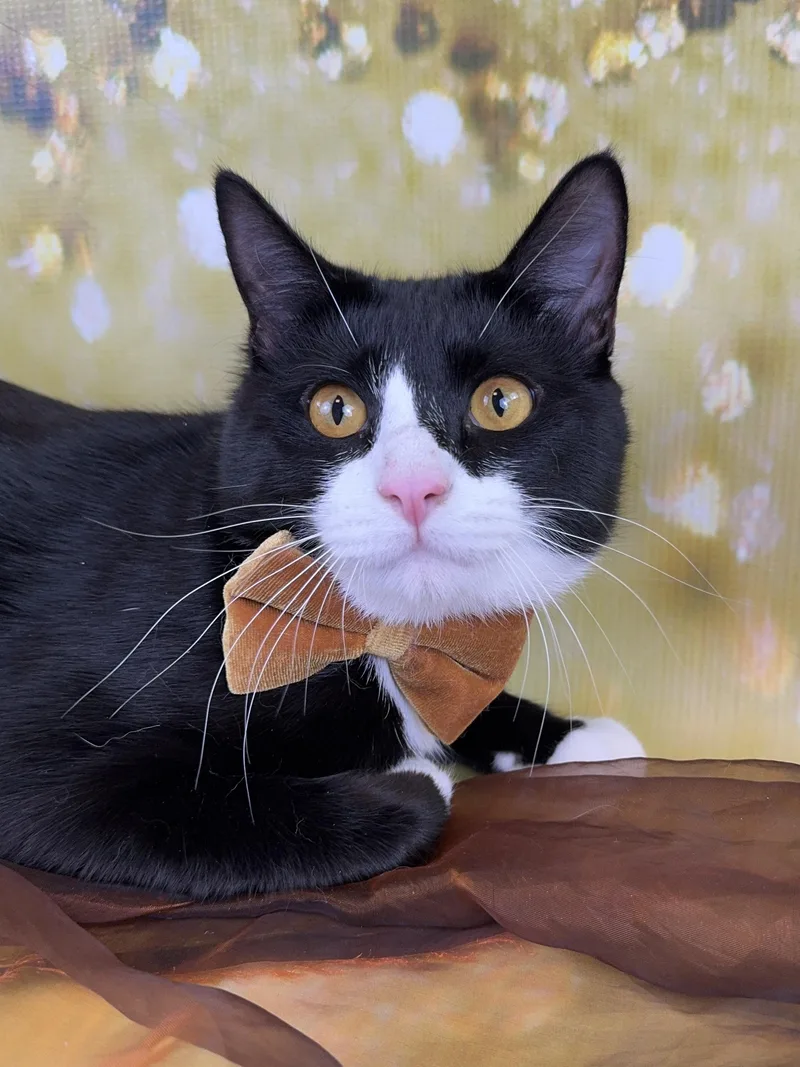 A young medium-sized male Black & White / Tuxedo Tuxedo cat named Bert for adoption in Houston, TX