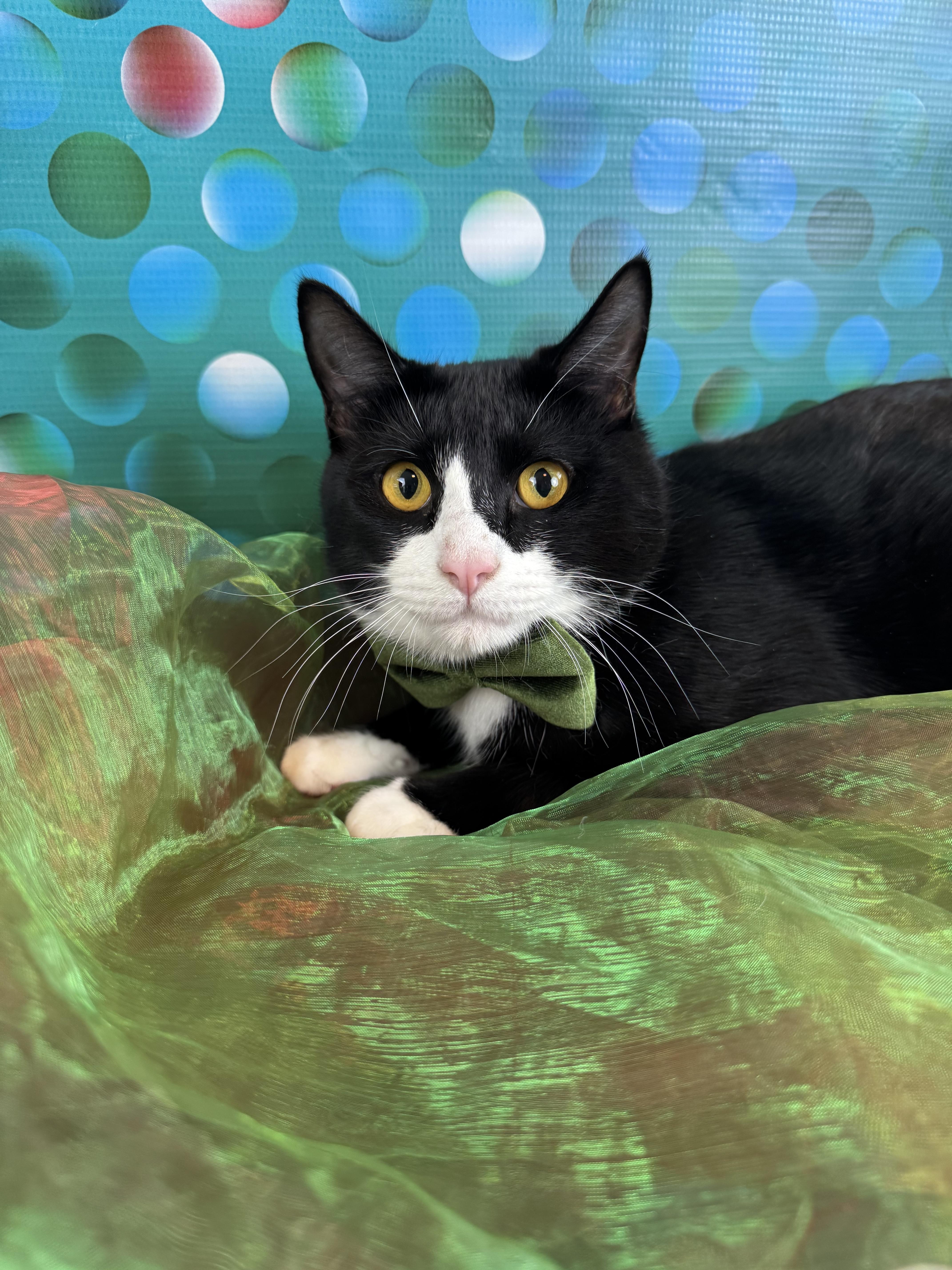 Bert thumbnail 5