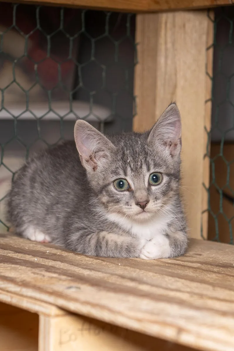 A baby small-sized female Tabby cat named Glentana for adoption in Cardwell, MT