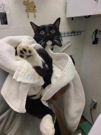 A senior medium-sized male Domestic Short Hair cat named Anthony for adoption in Seattle, WA