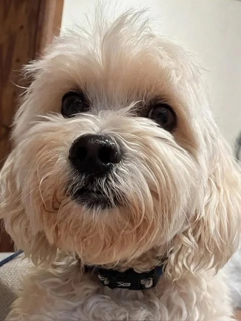 Finn
