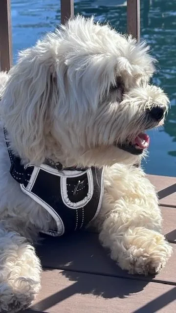 Finn thumbnail 3