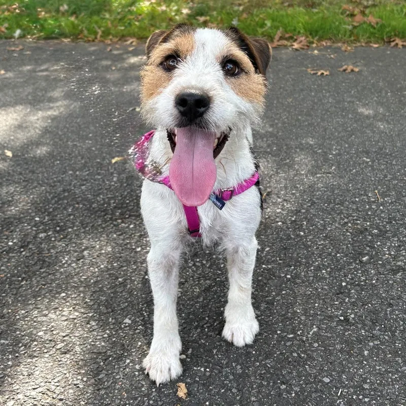 A young small-sized male Black Jack Russell Terrier dog named Jack for adoption in East Hampton, NY