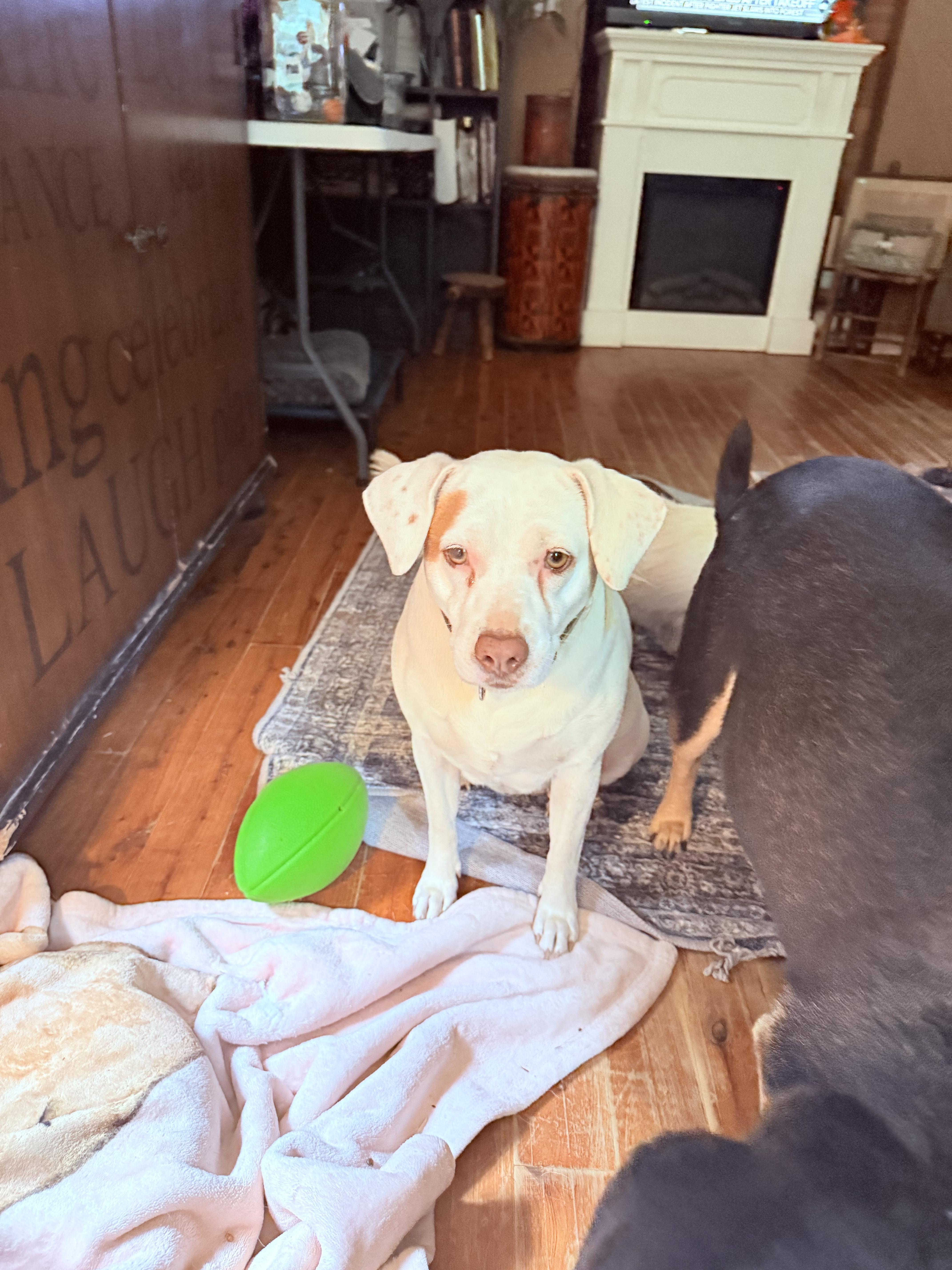 An adult medium-sized female Labrador Retriever dog named Mami for adoption in Pleasant Valley, NY