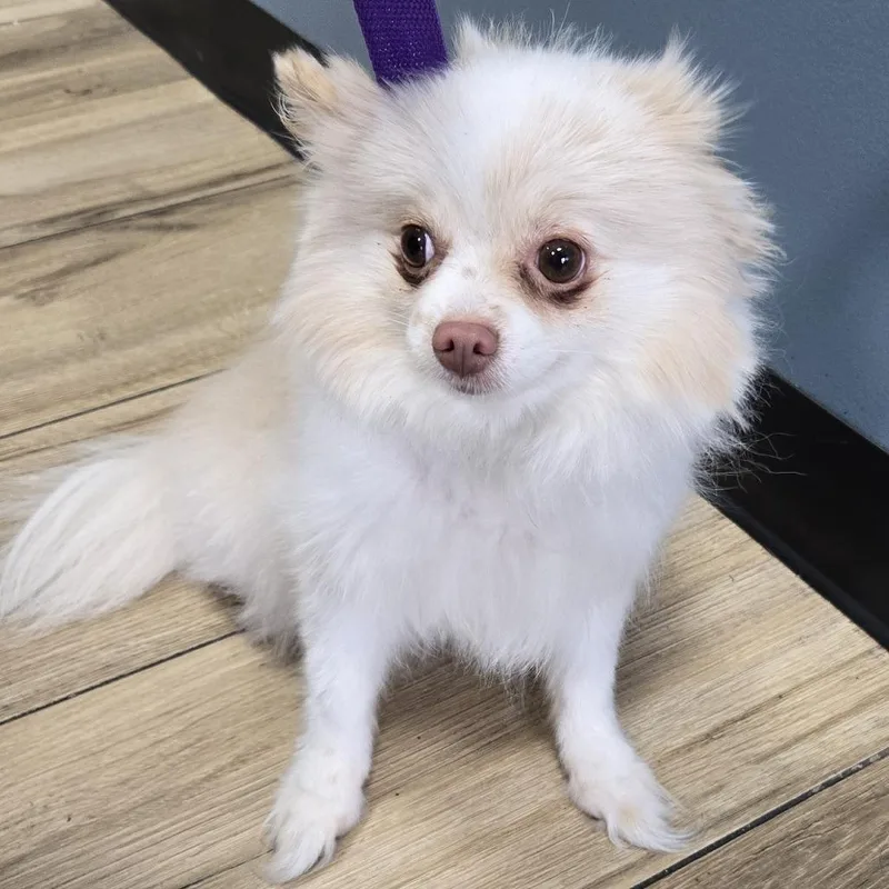 An adult small-sized female White / Cream Pomeranian dog named AHNJStray for adoption in Newark, NJ