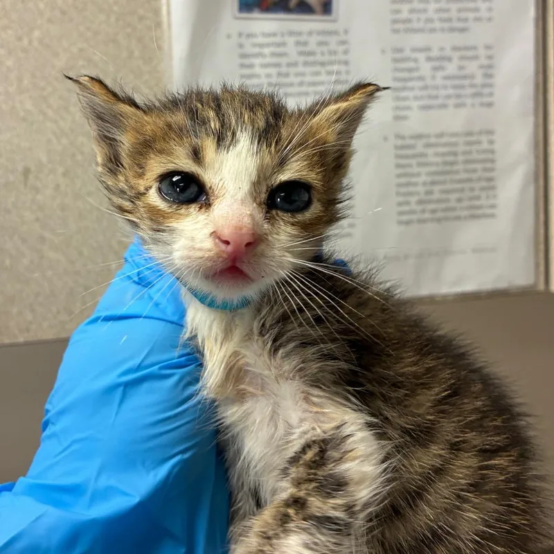 A baby small-sized male Brown / Chocolate Domestic Short Hair cat named Aragorn for adoption in San Antonio, TX