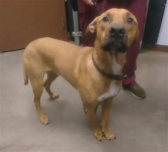 A young large-sized male Belgian Shepherd / Malinois dog named Winston for adoption in Phoenix, AZ