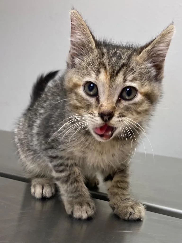 A baby small-sized female Domestic Short Hair cat named Mashed Potato for adoption in Lockhart, TX