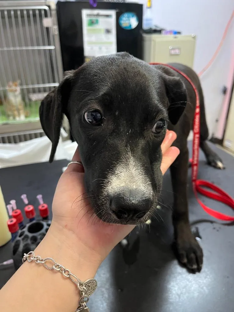 A baby medium-sized female Labrador Retriever dog named Poinsettia for adoption in New Braunfels, TX