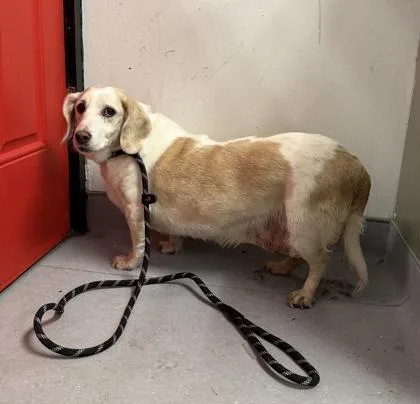 A senior small-sized female Mixed Breed dog named Ruby for adoption in West Chester, PA