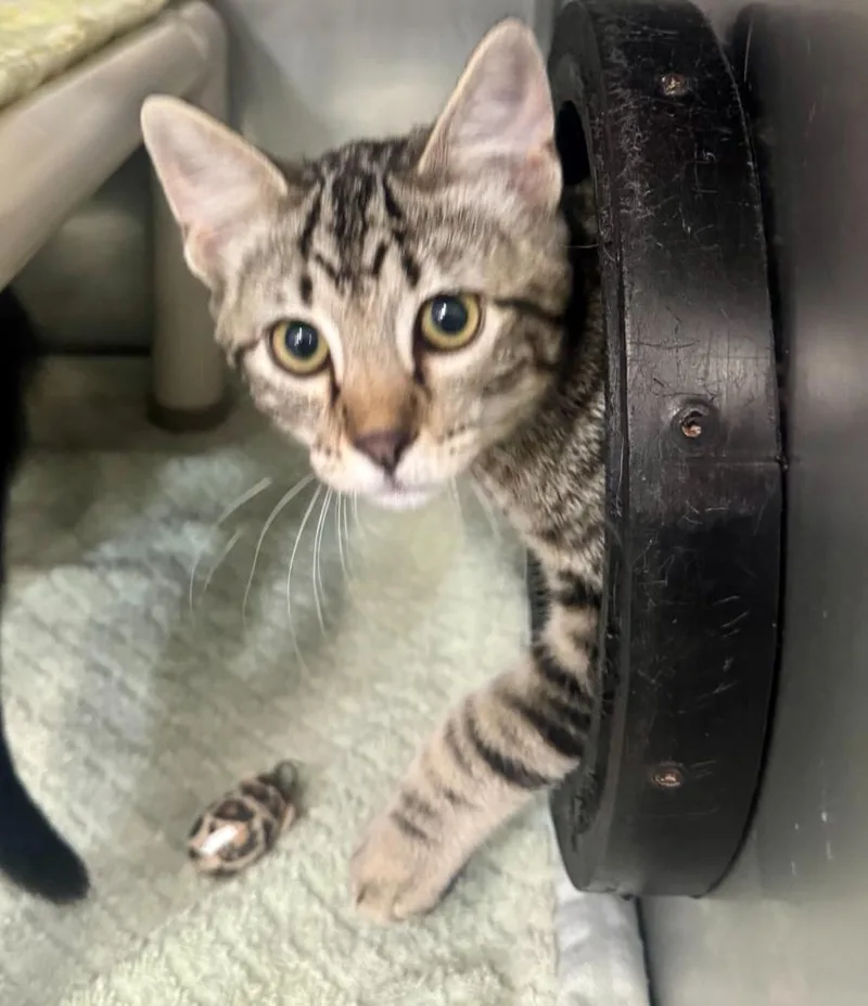 A baby medium-sized male Domestic Short Hair cat named Professor Plum for adoption in Gillette, WY