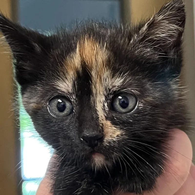 A baby small-sized female Tortoiseshell Domestic Short Hair cat named Leslie for adoption in Chattanooga, TN