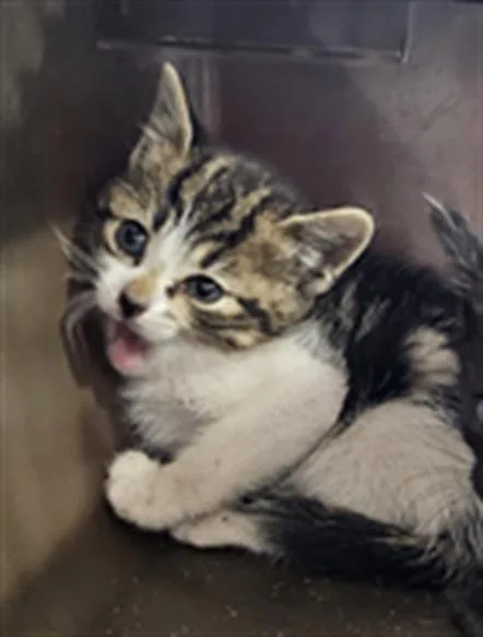 A baby small-sized female Domestic Short Hair cat named Lulu for adoption in Palmetto, FL