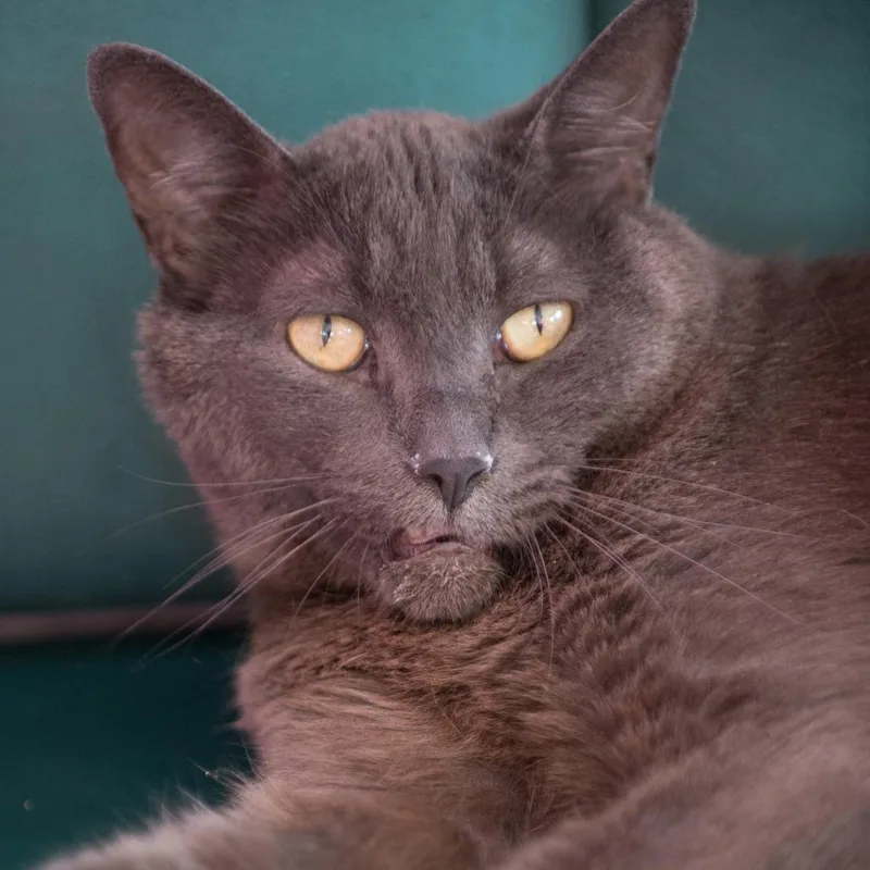 A senior large-sized male Gray / Blue / Silver Domestic Short Hair cat named Stormy for adoption in Forest Park, IL
