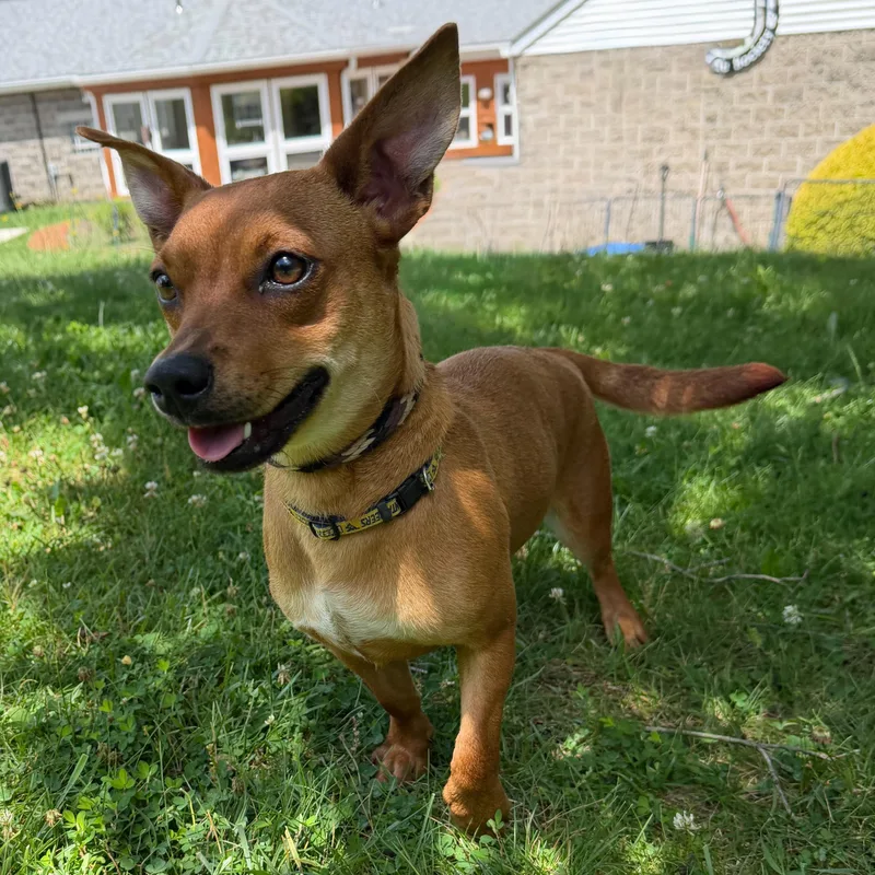 A baby small-sized female Red / Chestnut / Orange Chihuahua dog named Penny for adoption in Latrobe, PA