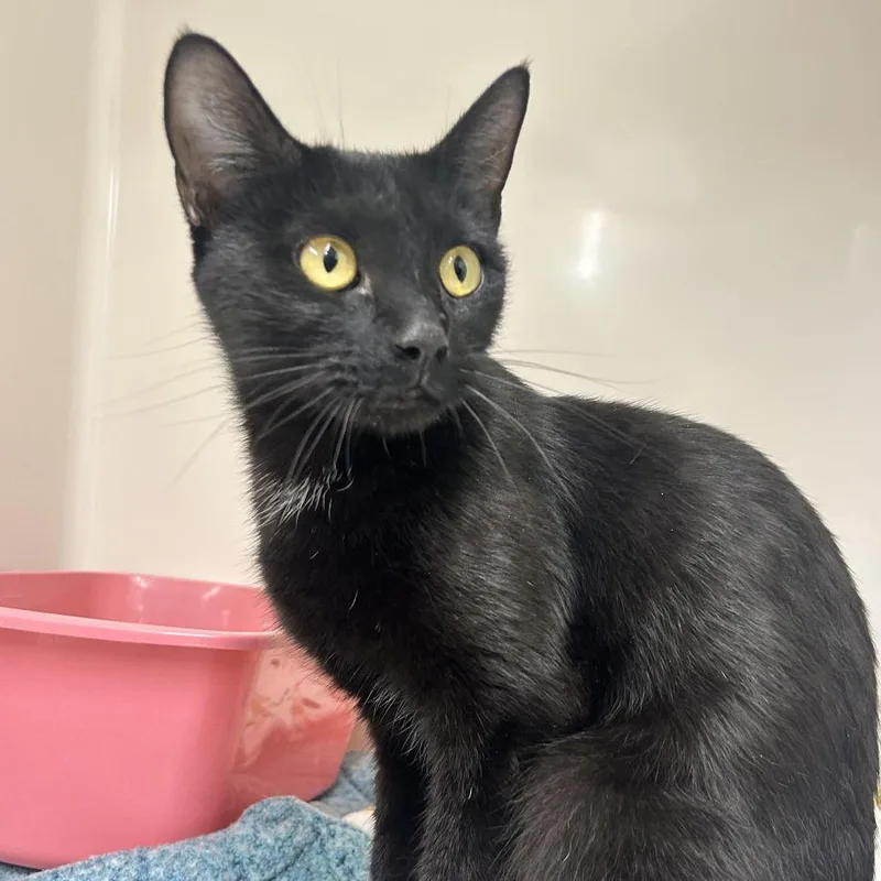 An adult medium-sized female Domestic Short Hair cat named Sashimi for adoption in Durango, CO