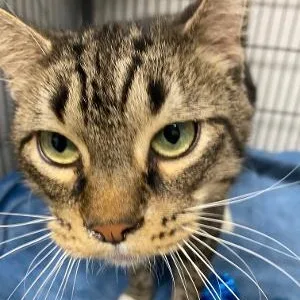 An adult medium-sized male Domestic Short Hair cat named Bud for adoption in Kankakee, IL