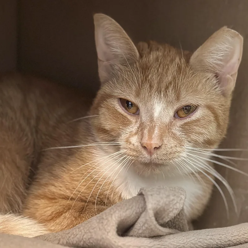 An adult medium-sized female Orange & White Domestic Short Hair cat named Ginger for adoption in Victor, NY
