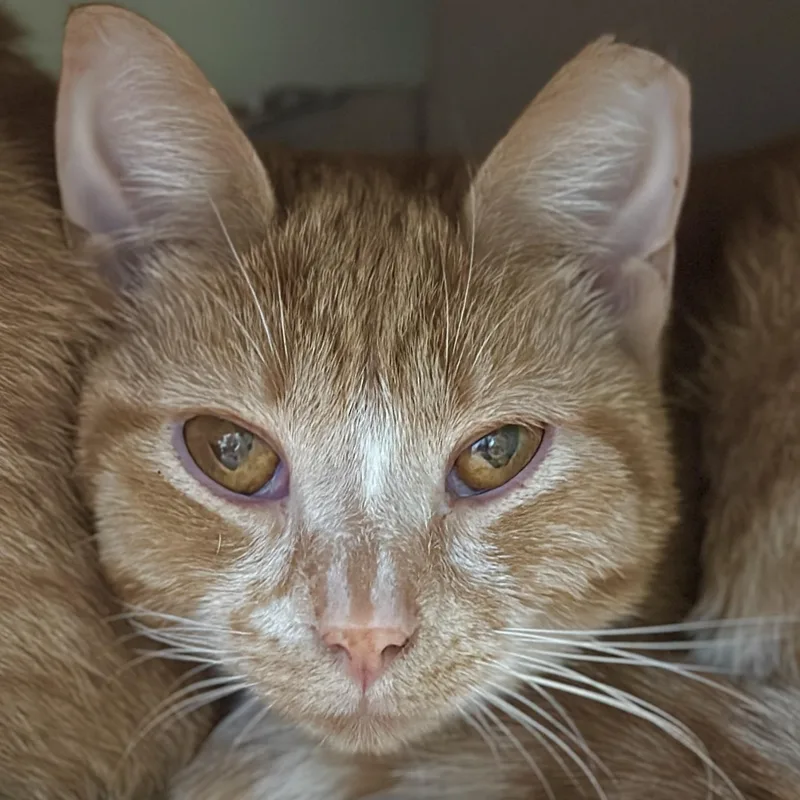 Ginger thumbnail 2
