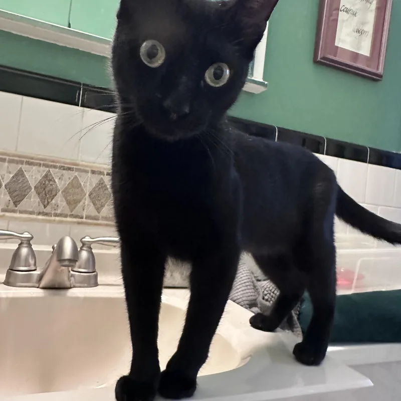 A young small-sized female Black Domestic Short Hair cat named Lola for adoption in Richmond, VA