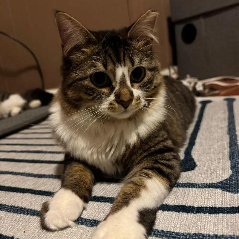 A young small-sized female Brown / Chocolate Domestic Medium Hair cat named Acorn for adoption in Reisterstown, MD
