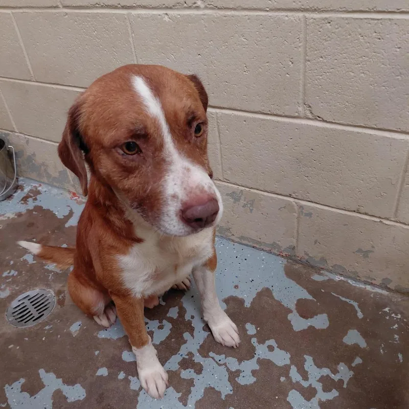 An adult small-sized male Mixed Breed dog named Blaze for adoption in Douglas, AZ