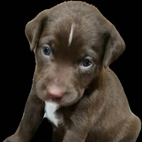 A baby small-sized male Brown / Chocolate Mixed Breed dog named Blaze for adoption in Dover, AR