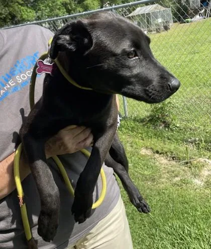 A baby small-sized male Mixed Breed dog named Tbonewalker for adoption in Covington, LA