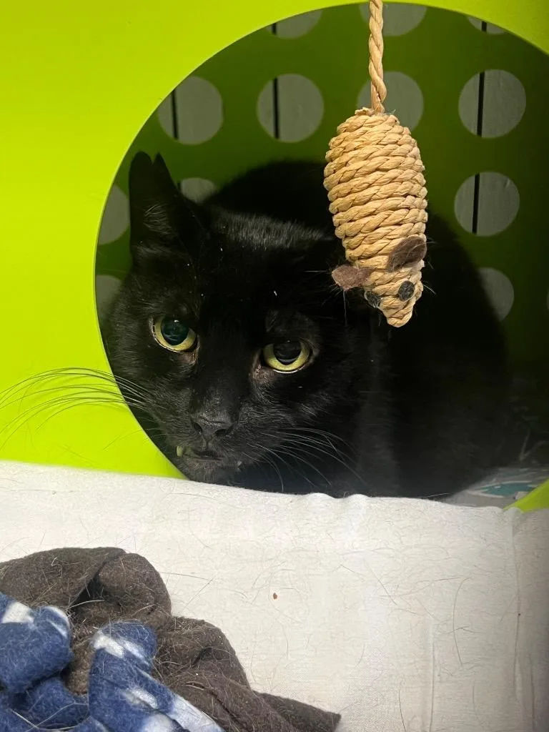 A senior medium-sized female Domestic Short Hair cat named Dazzle for adoption in Windsor, CT