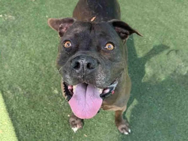 An adult medium-sized female Pit Bull Terrier dog named Mia for adoption in Bonita, CA