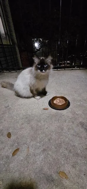 A young small-sized female Ragdoll cat named Vanessa for adoption in New Braunfels, TX