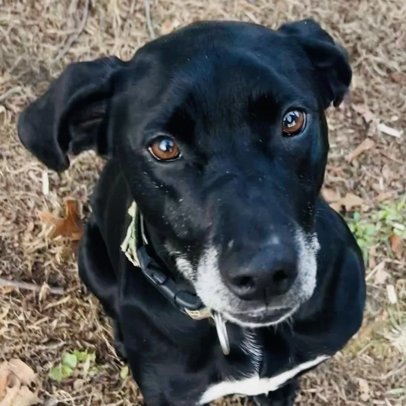An adult small-sized female Black Labrador Retriever dog named Selena for adoption in Rogersville, MO
