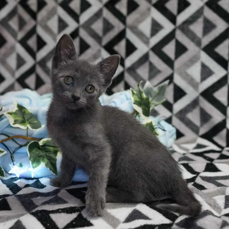 Willow