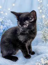 A baby medium-sized male Black Domestic Short Hair cat named Monet for adoption in Portsmouth, OH