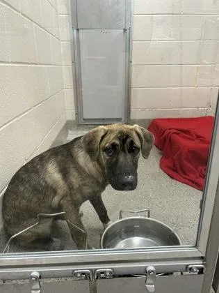 A baby medium-sized female German Shepherd Dog dog named Cupcake for adoption in Fishers, IN