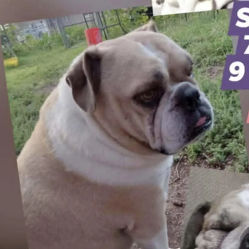 A senior large-sized female Yellow / Tan / Blond / Fawn American Bulldog dog named Peaches & Cream for adoption in Spring Hill, KS
