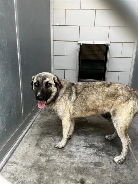 Xena