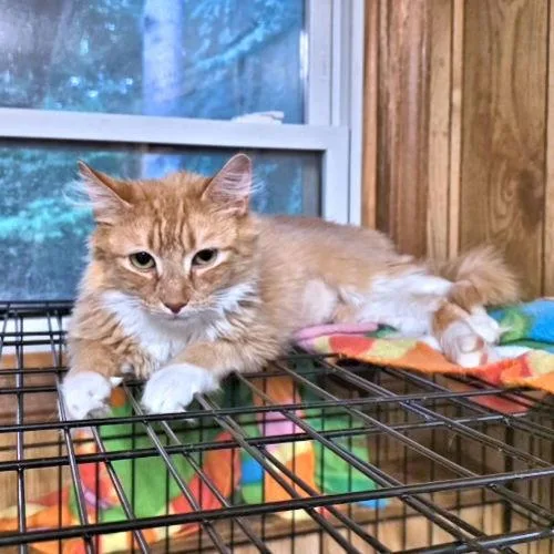 A young medium-sized female Tabby cat named Blanche for adoption in Rutherfordton, NC