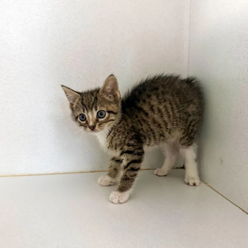 A baby medium-sized male Tabby (Brown / Chocolate) Tabby cat named Ra Ra Rasputin for adoption in Columbia, SC