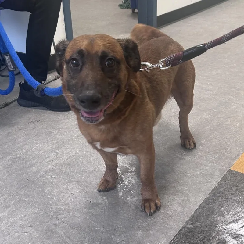 An adult medium-sized male Brown / Chocolate Mixed Breed dog named Shortstack for adoption in Philadelphia, PA