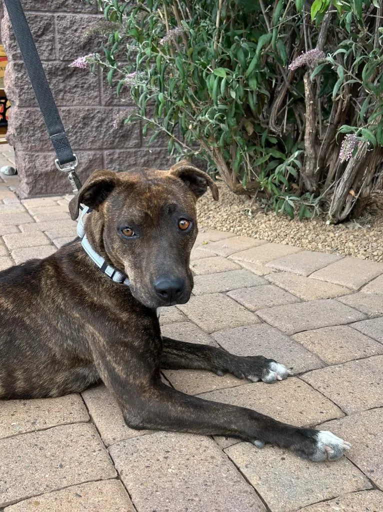 A young medium-sized female Mountain Cur dog named Bobbie Jo for adoption in Cottonwood, AZ