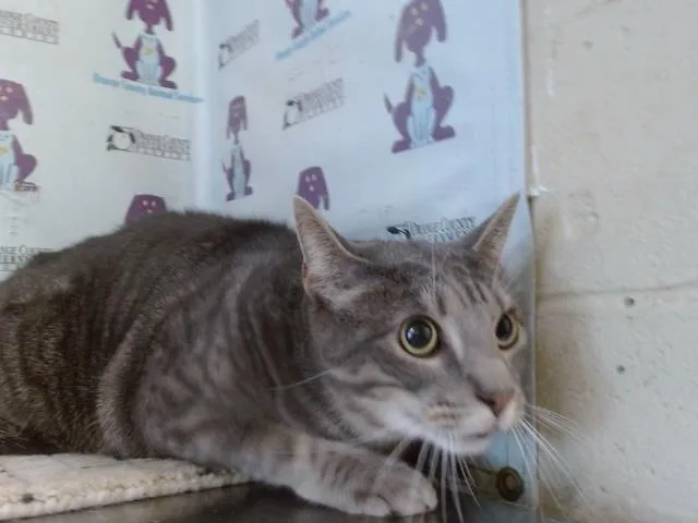 An adult small-sized male Domestic Short Hair cat named Snow for adoption in Orlando, FL