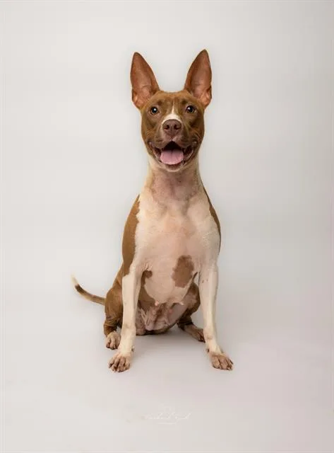 A young medium-sized female Mixed Breed dog named Victoria for adoption in Charlotte, NC