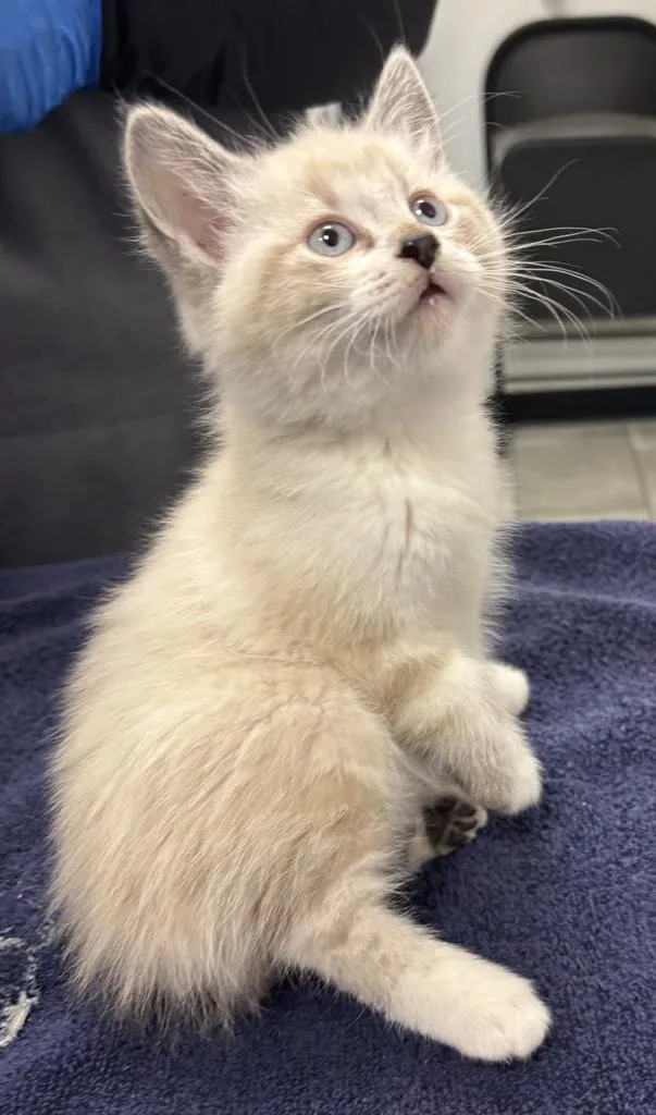 A baby small-sized female Domestic Medium Hair cat named Vanilla for adoption in Saint Paul, MN