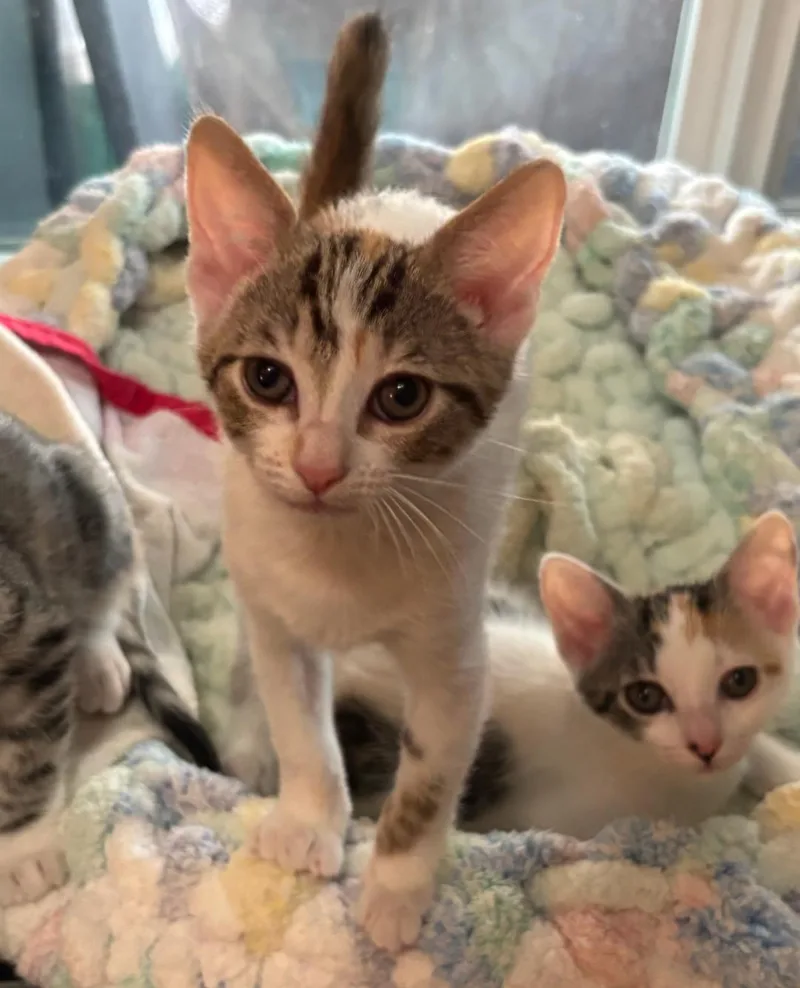 A baby medium-sized female Calico cat named Amy for adoption in San Juan Capistrano, CA
