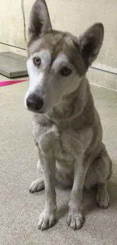 A young medium-sized female Siberian Husky dog named Luna for adoption in Riverside, CA