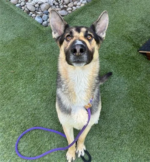 An adult large-sized male German Shepherd Dog dog named Jalapeno for adoption in San Jose, CA