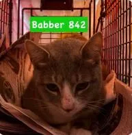 An adult medium-sized female Domestic Short Hair cat named Babber for adoption in West Chester, PA